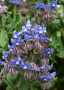 Heirloom borago officinalis blume samen for anpflanzung hardy variety heirloom & gmo free samen for home garten 
 
 sale for anpflanzung in home garten