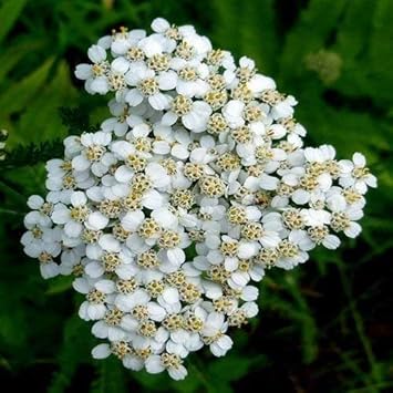 Weiß yarrow blume samen for anpflanzung - hardy variety, heirloom & gmo free samen for home garten
 
 sale samen for home garten