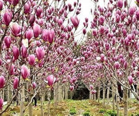 Magnolia campbellii stunning rosa blume tree samen for cold climates (zone 7+)
