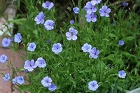 Blau viscaria blume samen for anpflanzung - fragrant blossoms, heirloom & gmo free samen for home garten
 
 sale for anpflanzung in home garten.