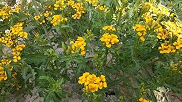 Gelb tagetes lemmonii blume samen for anpflanzung - pollinator friendly, heirloom & gmo free samen for home garten
 
 sale for anpflanzung in home garten