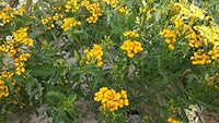 Gelb tagetes lemmonii blume samen for anpflanzung - pollinator friendly, heirloom & gmo free samen for home garten
 
 sale for anpflanzung in home garten