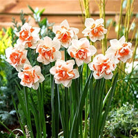 Narciso blume samen for anpflanzung - premium quality, heirloom & gmo free samen for home garten
 
 sale samen for home garten