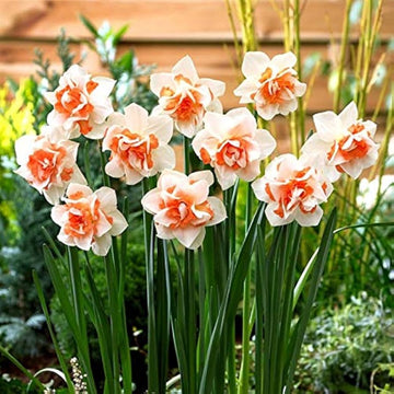 Narciso blume samen for anpflanzung - premium quality, heirloom & gmo free samen for home garten
 
 sale samen for home garten