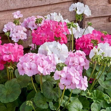 Exotic geranium pelargonium peltatum