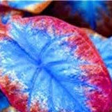 Mix blau caladium blume samen for anpflanzung - cottage garten essential, heirloom & gmo free samen for home garten
 
 sale samen for home garten