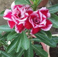 Wüstenrose Obesum Blumensamen zur Aussaat leuchtend Blüten Traditionssorte & ohne Gentechnik Samen Hausgarten