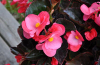 Begonie Super Olympia Rose Blumensamen zur Aussaat Blume Beet