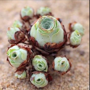 Grün aeonium greenovia blume samen for anpflanzung - seasonal bloomer, heirloom & gmo free samen for home garten
 
 sale for anpflanzung in home garten