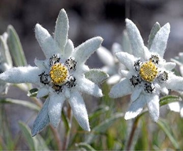 Edelweiss leontopodium alpinum blume samen for anpflanzung in rock garten