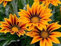 Mittagsgold Sunshine Blumensamen zur Aussaat – Garten beliebt – Traditionssorte & ohne Gentechnik Samen Hausgarten