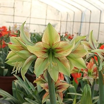 Hippeastrum army grün blume samen for anpflanzung - pollinator friendly, heirloom & gmo free samen for home garten
 
 sale for anpflanzung in home garten
