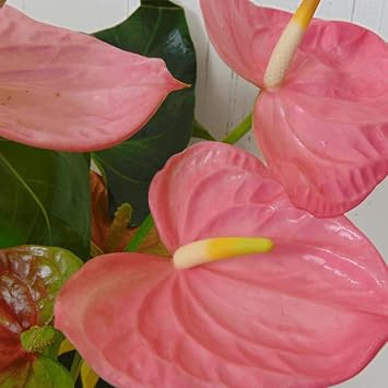 Anturio blume samen for anpflanzung - premium quality, heirloom & gmo free samen for home garten
 
 sale for anpflanzung in home garten.