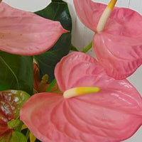 Anturio blume samen for anpflanzung - premium quality, heirloom & gmo free samen for home garten
 
 sale for anpflanzung in home garten.