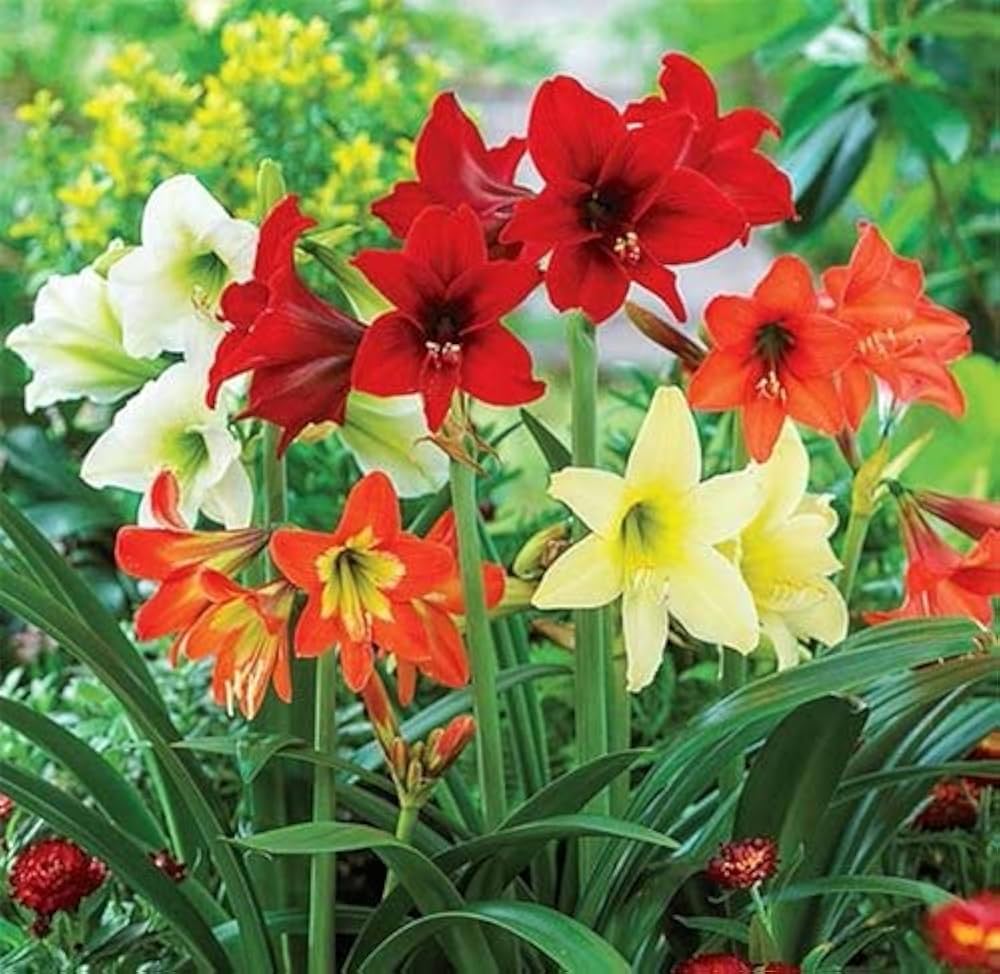 mehrfarbig Ritterstern Blumensamen zur Aussaat Schnitt Blume beliebt Traditionssorte & ohne Gentechnik Samen Hausgarten