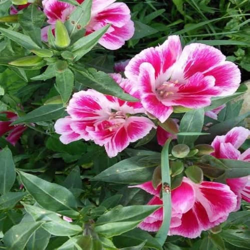Rosa clarkia amoena blume samen for anpflanzung - fragrant blossoms, heirloom & gmo free samen for home garten
sale samen for anpflanzung in home garten