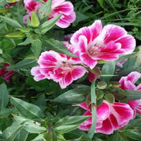 Rosa clarkia amoena blume samen for anpflanzung - fragrant blossoms, heirloom & gmo free samen for home garten
 
 sale samen for anpflanzung in home garten