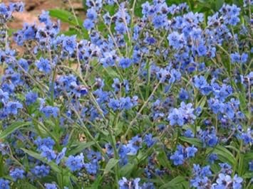 Cynoglossum blume samen for anpflanzung - hardy variety, heirloom & gmo free samen for home garten
 
 sale samen for home garten