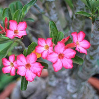Gemischt Desert Rose Wüstenrose obesum Blumensamen zur Aussaat Blume Beet und Garten
