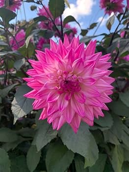 Gemischt Jupiter Blume Samen zur Aussaat