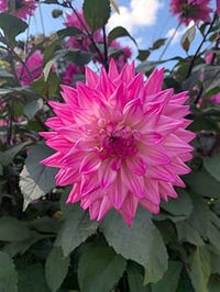 Gemischt Jupiter Blume Samen zur Aussaat