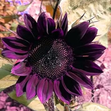 Deep lila sunflower blume samen for anpflanzung - cottage garten essential, heirloom & gmo free samen for home garten
 
 sale samen for anpflanzung in home garten