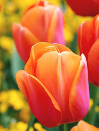 Orange Tulpe Blumensamen zur Aussaat robust Sorte Traditionssorte & ohne Gentechnik Samen Hausgarten