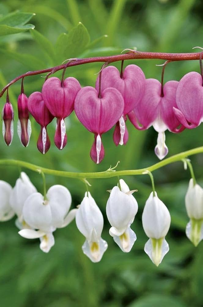 Poof Blumensamen zur Aussaat – duftend Blüten – Traditionssorte & ohne Gentechnik Samen Hausgarten
