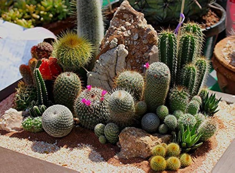 Gemischt Opuntia Blumensamen zur Aussaat – Landhaus Garten wichtig – Traditionssorte & ohne Gentechnik Samen Hausgarten