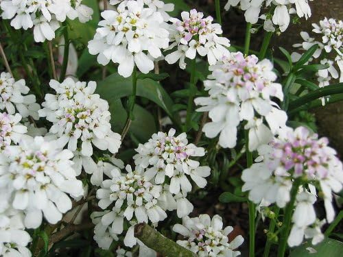 Weiß Amara Empress Candytuft Samen elegant Weiß Blumen