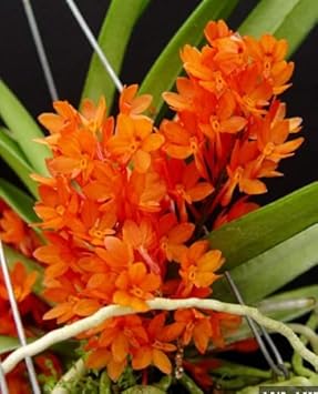 Orange ascocentrum blume samen for anpflanzung - pollinator friendly, heirloom & gmo free samen for home garten
 
 sale samen for anpflanzung in home garten