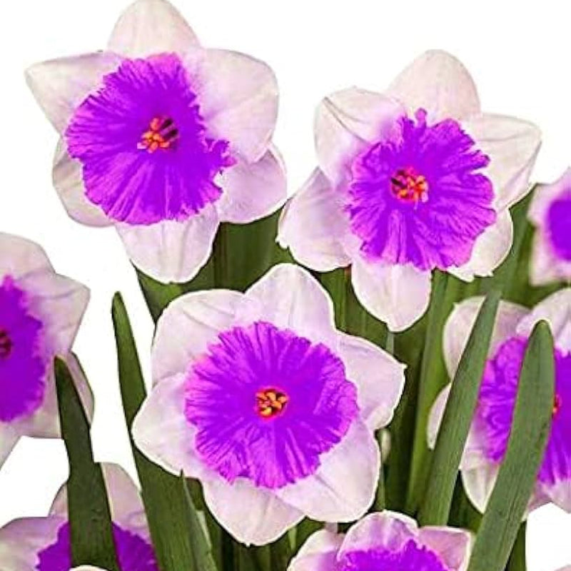 Viola e bianco Daffodils semi di fiori da seminare, fiori profumati, varietà tradizionale e senza OGM, semi per il giardino domestico