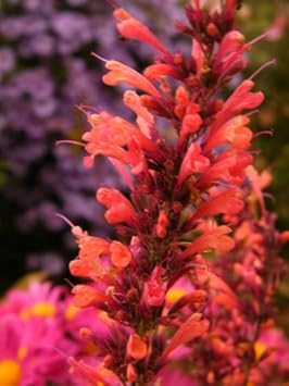 Orange agastache blume samen for anpflanzung - long bloom season, heirloom & gmo free samen for home garten
 
 sale samen for home garten