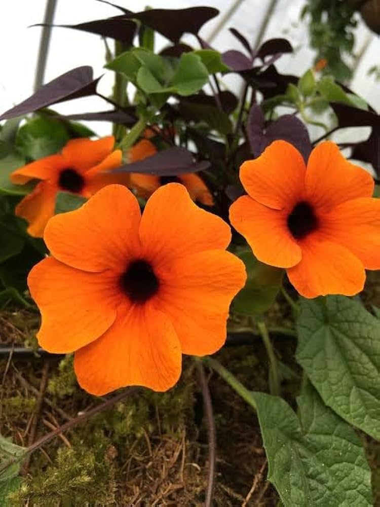 Orange Thunbergia Blume Samen zur Aussaat