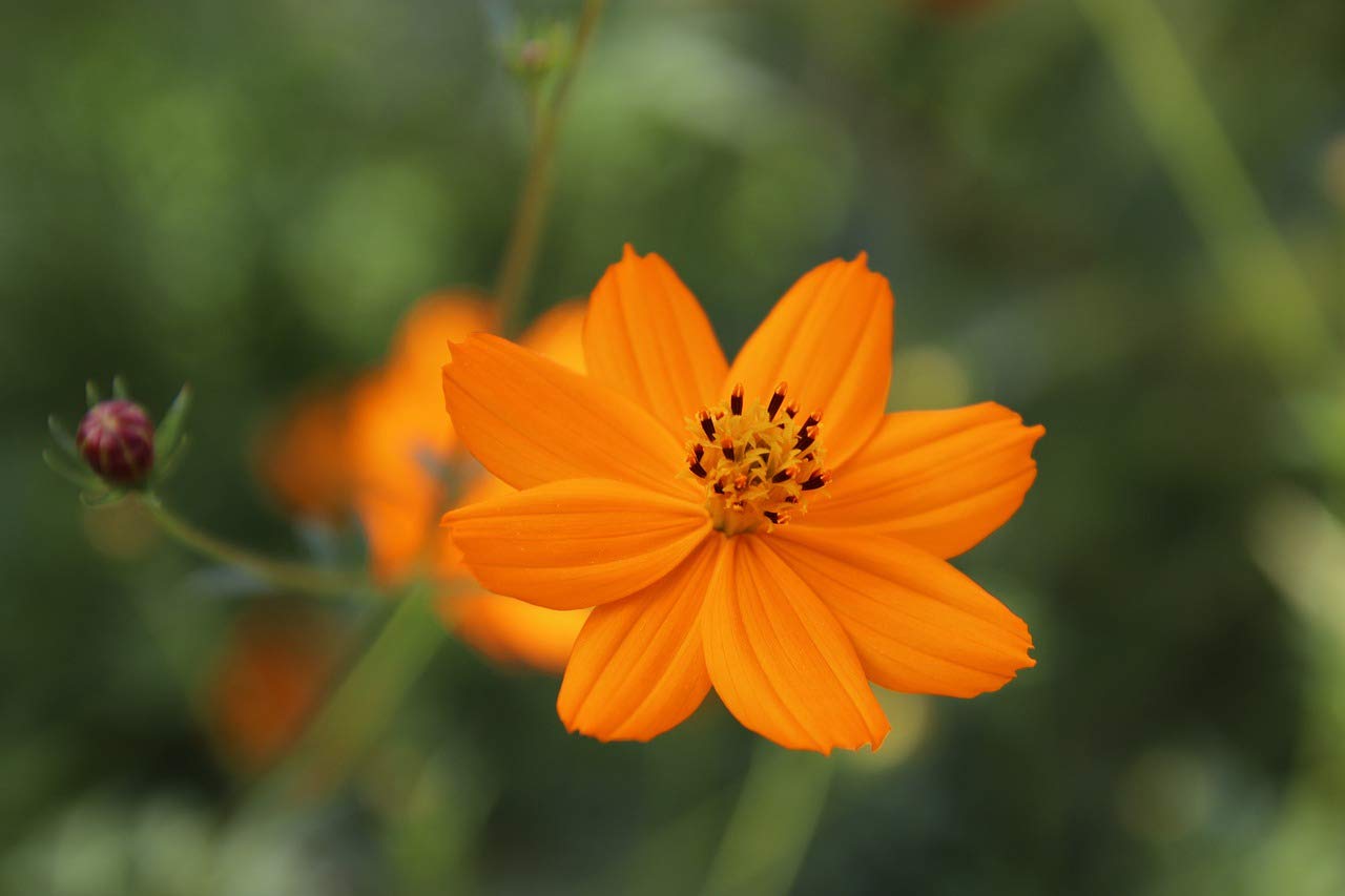 Aster Callistephus Chinensis Blumensamen