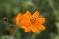 Aster Callistephus Chinensis Blumensamen