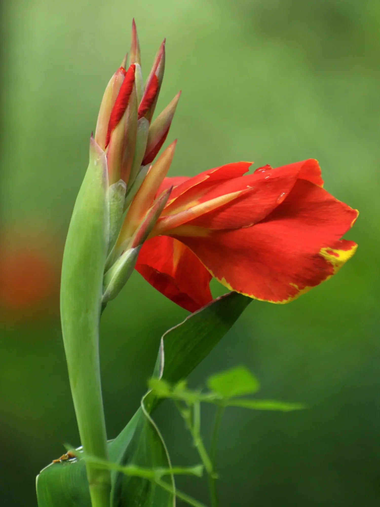 Indica Blumensamen zur Aussaat robust Sorte Traditionssorte & ohne Gentechnik Samen Hausgarten