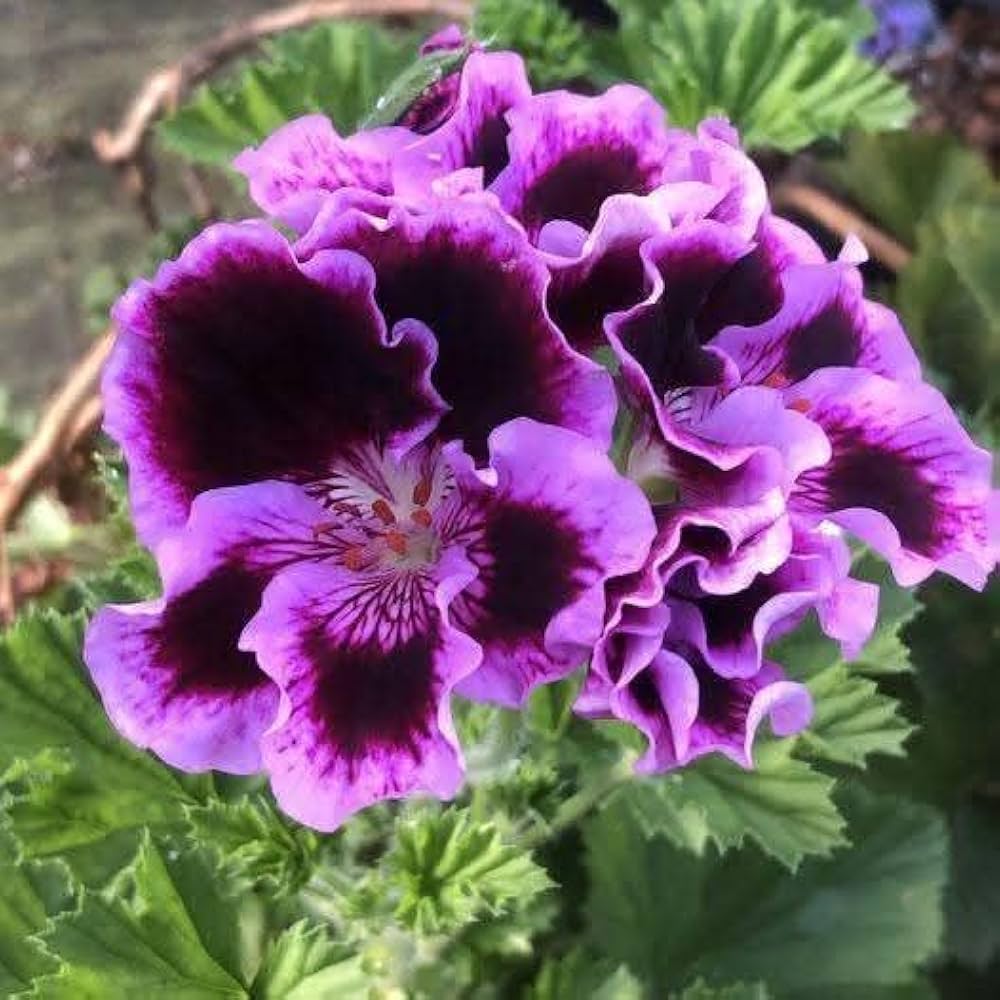 Lila Rosa Geranie Blumensamen zur Aussaat – Traditionssorte ohne Gentechnik – Keimung biologisch Garten Samen