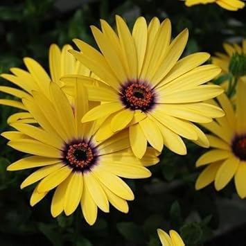 Gelb dimorphotheca blume samen for anpflanzung - cut blume favorite, heirloom & gmo free samen for home garten
 
 sale samen for anpflanzung in home garten