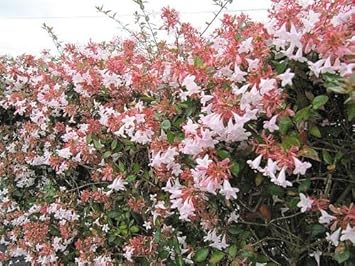 Multi-colored abelia blume samen for anpflanzung - sun loving, heirloom & gmo free samen for home garten
 
 sale samen for anpflanzung in home garten