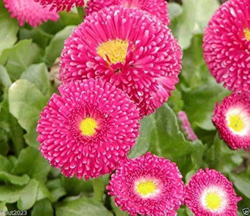 Rose daisy bellis perennis samen for anpflanzung in home garten