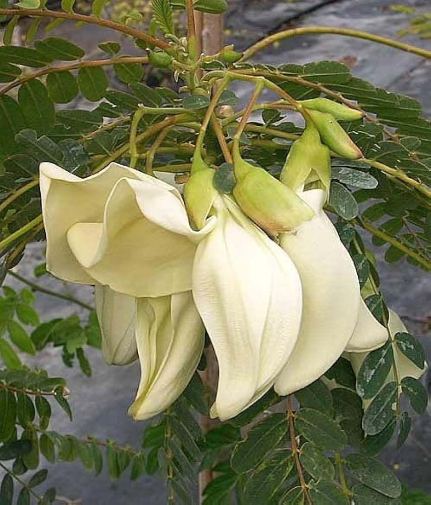 Heron Blumensamen zur Aussaat – lang Blüte Saison – Traditionssorte & ohne Gentechnik Samen Hausgarten