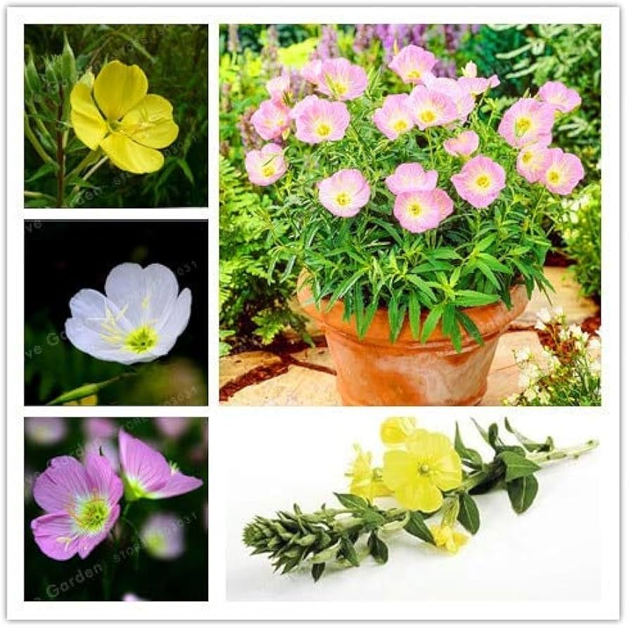 Mixed oenothera biennis blume samen for anpflanzung - cut blume favorite, heirloom & gmo free samen for home garten
 
 sale samen for anpflanzung in home garten