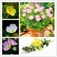Mixed oenothera biennis blume samen for anpflanzung - cut blume favorite, heirloom & gmo free samen for home garten
 
 sale samen for anpflanzung in home garten
