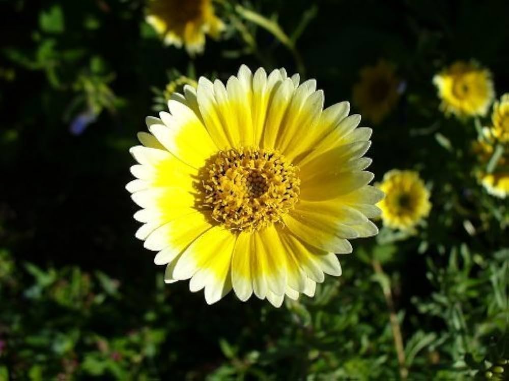 Layia Platygossa ‘Tidy Tips’ Samen – Herb Blume DIY Garten