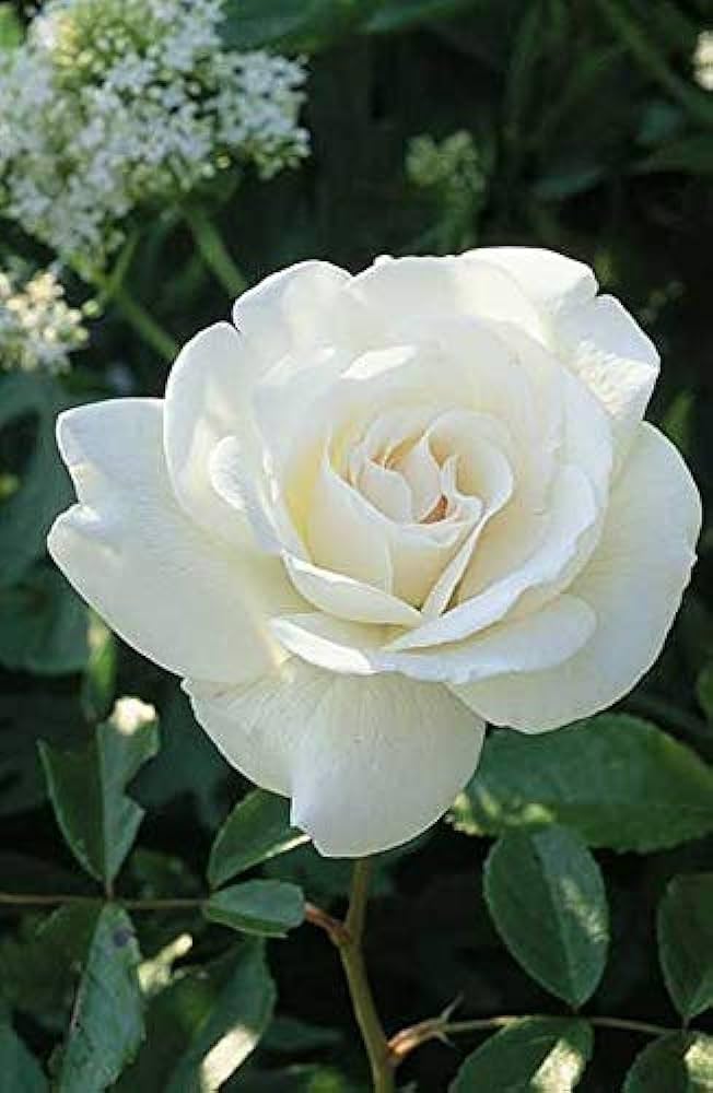 Weiß Rose Blumensamen zur Aussaat leuchtend Blüten Traditionssorte & ohne Gentechnik Samen Hausgarten