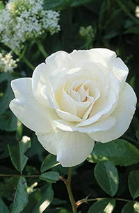 Weiß Rose Blumensamen zur Aussaat leuchtend Blüten Traditionssorte & ohne Gentechnik Samen Hausgarten