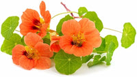 Nasturtium tropaeolum majus blume samen for anpflanzung