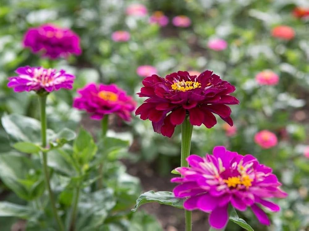 Zinnie Zinnie elegans Samen zur Aussaat Blume Beet