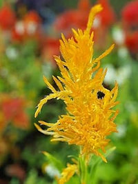 Gelb astilbe blume samen for anpflanzung - pollinator friendly, heirloom & gmo free samen for home garten
 
 sale for anpflanzung in home garten
